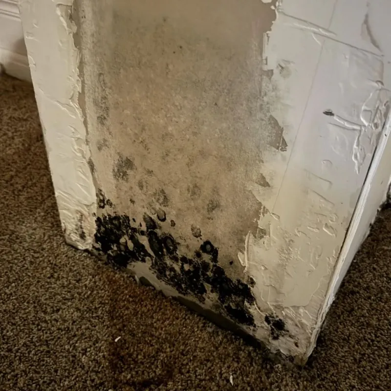 Professional Mold Removal in Dilkon, AZ